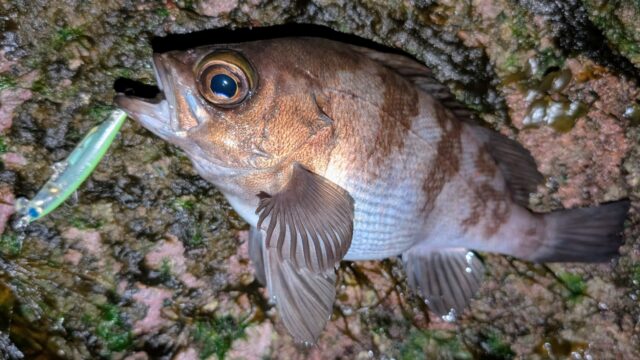 これは良いサイズのメバル！よくファイトしました♪