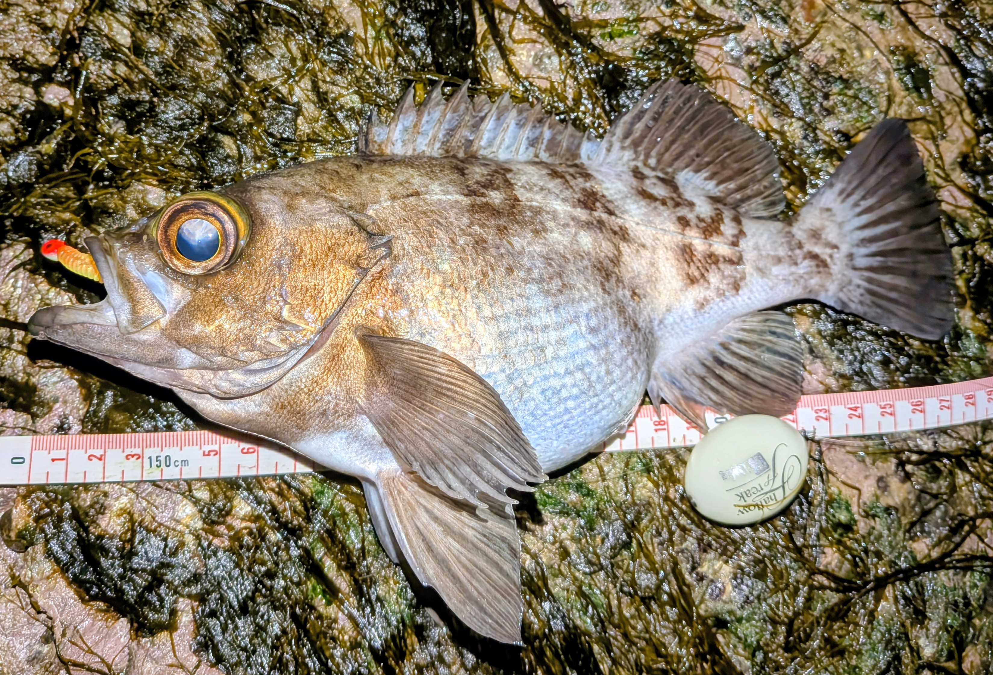 PXL_20251220_143858106~2