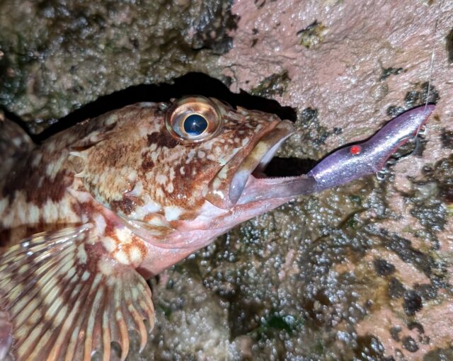 ガシがプラッギングで反応するのは珍しいです！