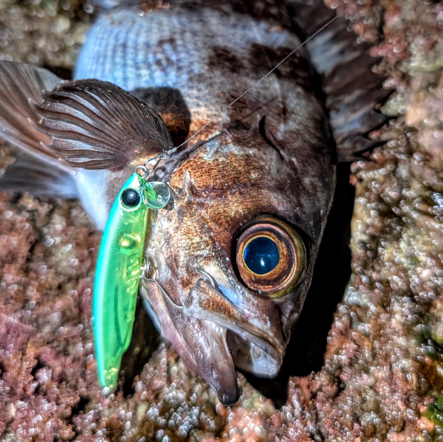 PXL_20251220_150852997~2_copy_1701x1700