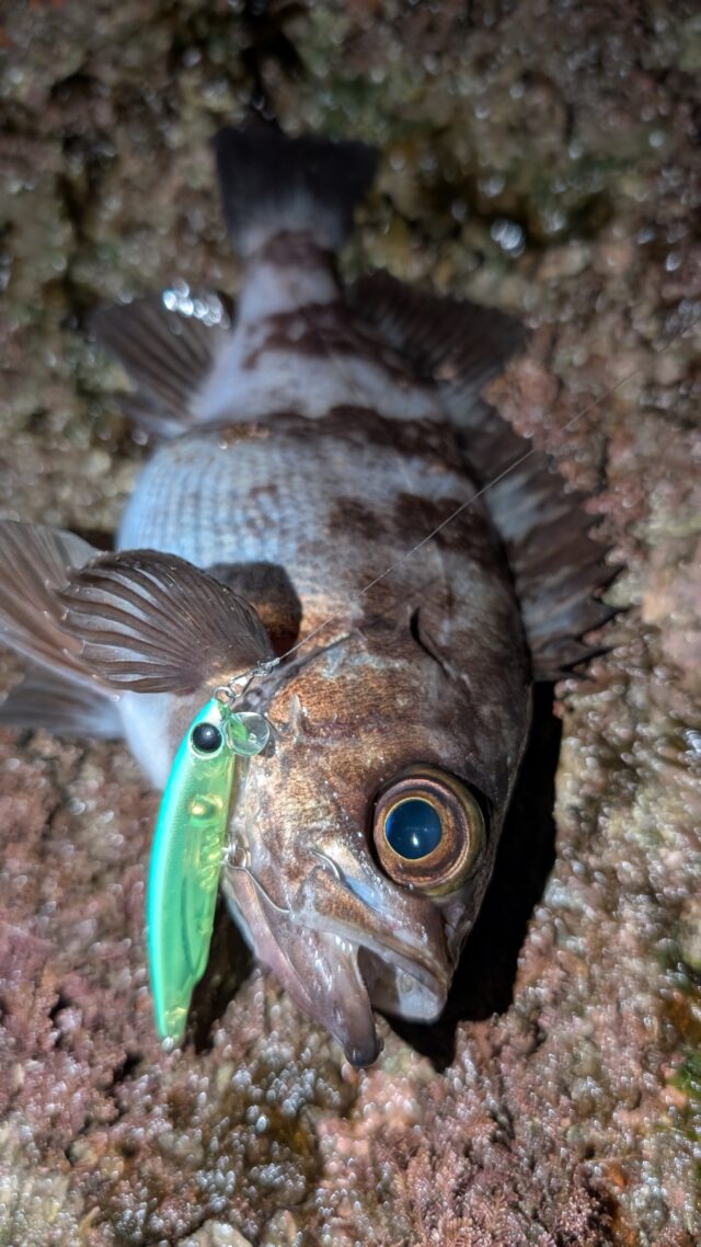 これも22㎝クラス！プラグへの反応が高い！