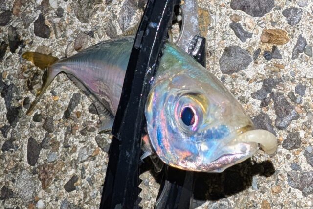 PXL_20251228_100718579~2_copy_1213x809