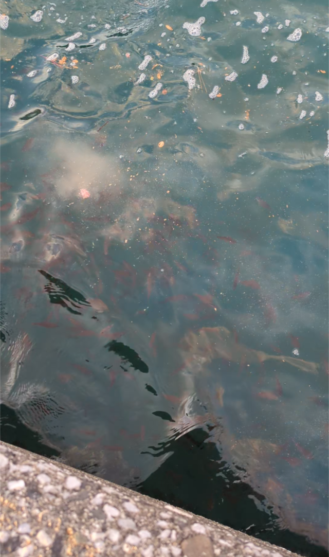 Screenshot_20251204-125115