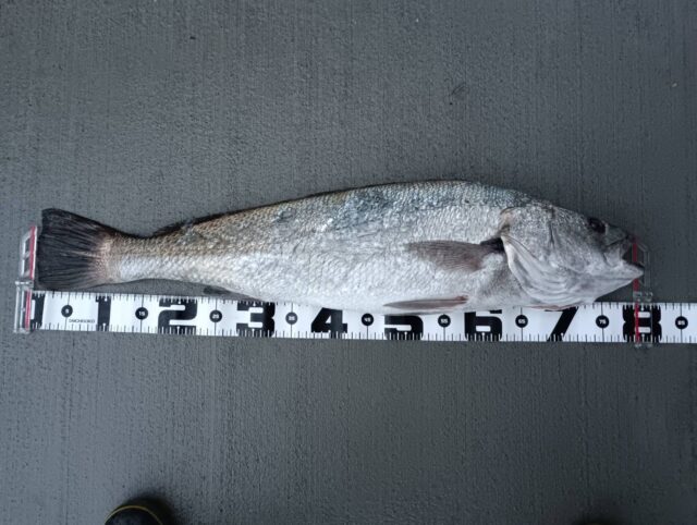 VoWuVxd9dkOpNbbcB2va6kbTosjjSlDGIzB625w3DeVtSm7ETNvh_DqEiu0897tE-yJegDuRa-N026-YqoR2RUxtKygBMrKmWvrwUAT382aWpRxwwAF0PQPITjlXrbi0kCPUNF5rJUTpUxwFl42Qjw==