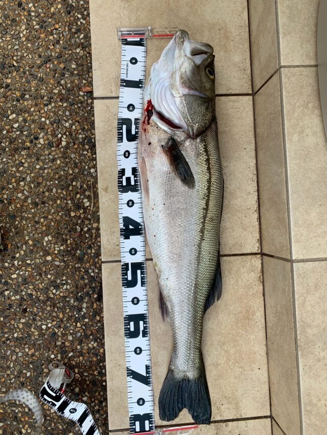 elQKBfXxCp6rcUgGJrFeBwQvmsS_o5ODH9xKlMm5O9Nl-yuyITTsEAfDxAmq-BiUbZFhXNU7ygMC5W5m89fhrlZtBfKMf_B3TDvf0tH1-CEr2EYMMpQHwbZM0yndB5tVr6fRbKROf4YksHppMo5QDQ==