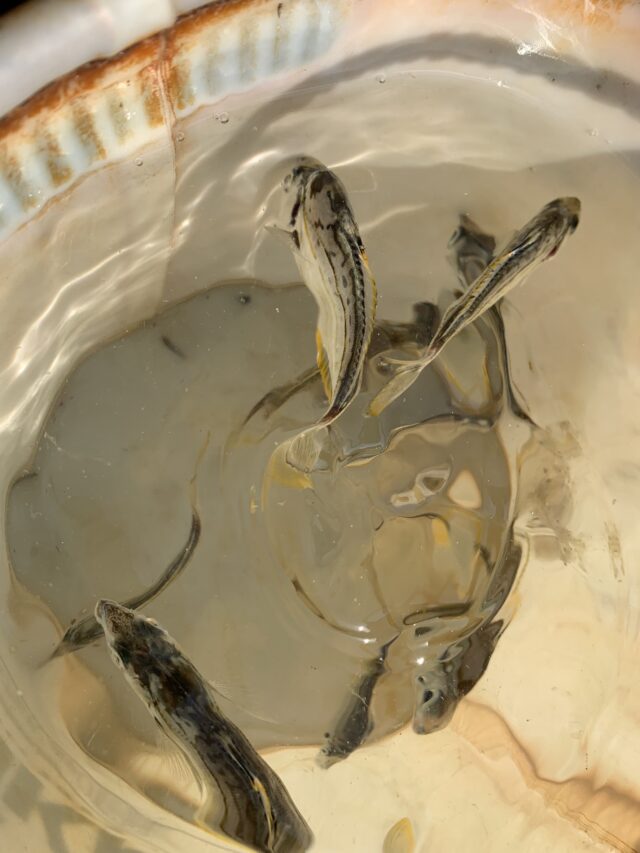 f4pocj1KFoeaIeS-1rdlXS_N93rMyX6Kq-pTYVzofouIA2qicDfLh3stq5I6x6AjQq99GJ0C7tT_tY0UQFEs5Hgcx5I8ninypLd_bAtDsFrXIjb45ujZGGQ3Bvw4roC4dWH1GW1Hzzc1ZjJIrpDCnQ==