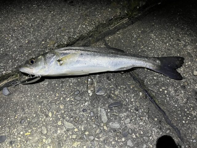 iwUCBy3EGQNm5oj1WTxlb6ptkFykt8usVP9ef6nGPAbFrW-c64dhPBJ-TPFvvsTwBgelXqshxAouOBzIse2rybI7Wt3KVPgh0PCObSvLJcLY5ZzZNq4Iolz3cbSq0sqwQQq1-WG3eFy_I7uXKcbEYg==