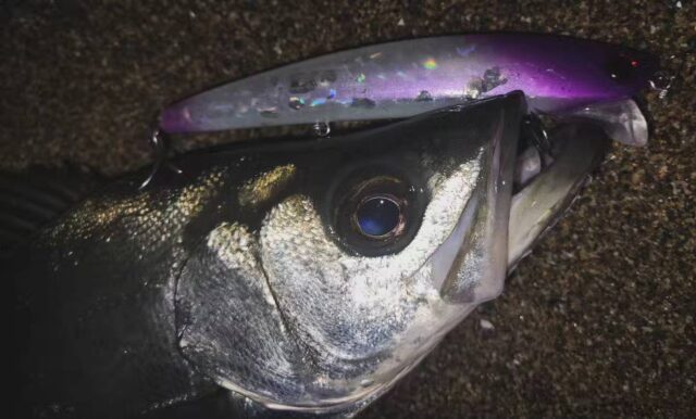 n2dFZ1qAIqw7m2fQaGQlfq3eSS--i28h9gaRGcrlHa3eLpF-YZ_sobZqt3MGxMUf7t_dLzklggKc7uX9Nwwif2SNOe17tIEvYuFrnKzw1bIePd8UyrSy5NWvt4eCIkG3kpngZXezwyv0UN-p8nCI8Q==