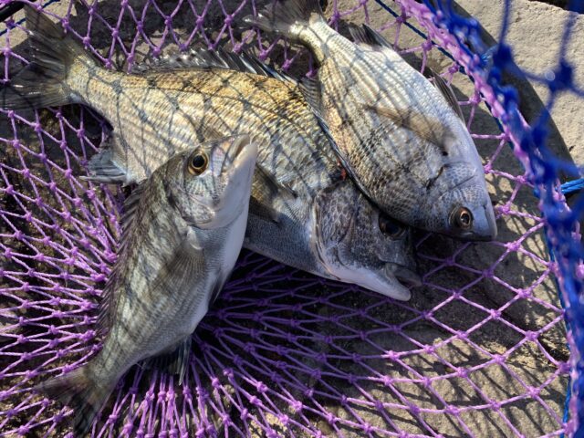 yb99tYjZjeqPpfSlbCdBfWvOyskCZKtVGK7V6A4RuFLTrYEYNF3n_sWMYy42hjGrer_aHsuxi8tIk54K0npWsV_IDBjw2yeyzyjK38U1u6NebAbYUzNA_bi3k_T5lSzkz-l8wzGQwHLkU5ioxg2GJw==