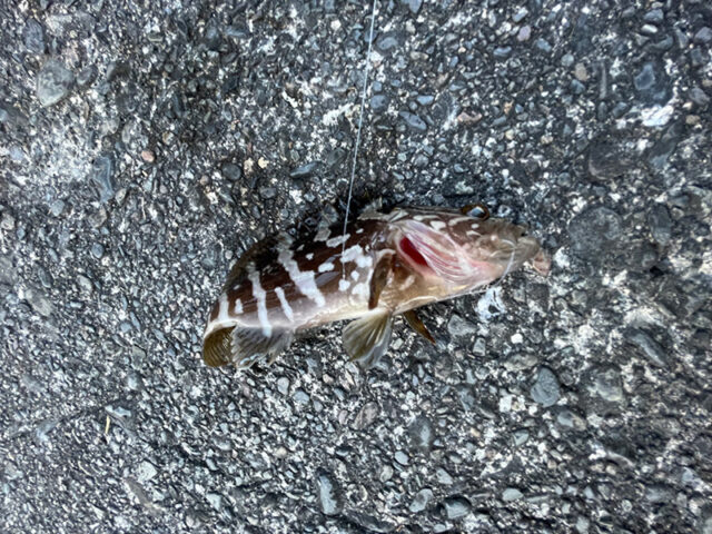 12月24日-サバ人間様1