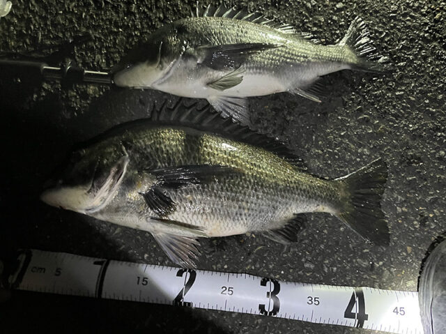 1月24日-伊藤エナ様1