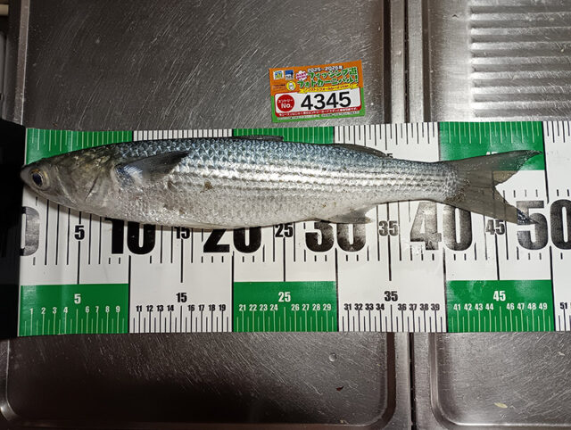 1月20日-水口様1