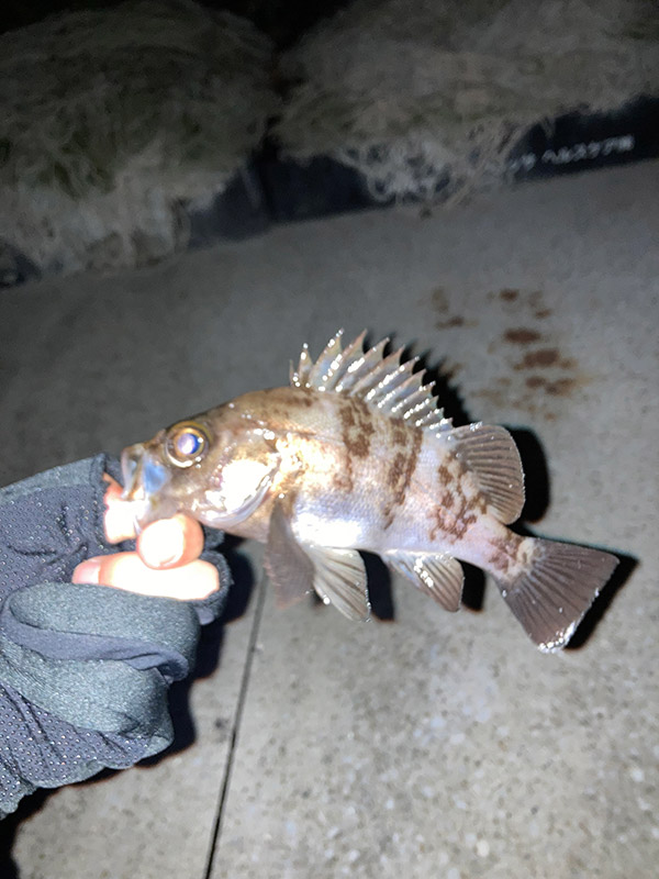 1月4日-こうじ様