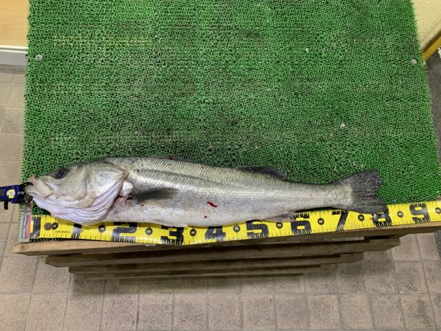 -GZg_cCovz2bloN7cUU6jz8cXx6ZKD-Ry4lcJJZP64TeHKXAmqlnFfhaBDyAaBHc8C2WVF3Jj4uasazXp2HEXqLcUvH1rYpZHuEGMl3yIkLI6ISknrmPFn8y0XtS0S1MPGAWgRoNfwFFSQkqTkXAuA==