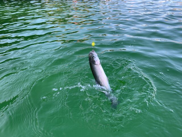 IMG_2560-640x480 (1)