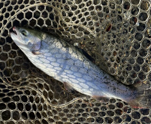 OlugC1YFNzHgVIVLAlKq2aDdrlF60ORhbKGoqFNAGlI5b2xxkNnMapZQ_EAE_B-u6QqxaCx-7sBCCS8PgkoP_Hgp9vST_S69KNOnB2ayWOkGFSnMfy6vv3hYh-NhgQboxjd32DvNFM_jZ_FnFQeU0g==