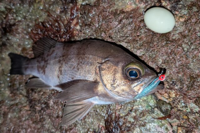 PXL_20260101_125915477_copy_1538x1025