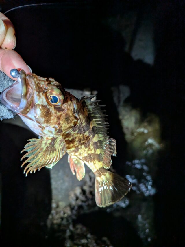 PXL_20260102_125002083.MP