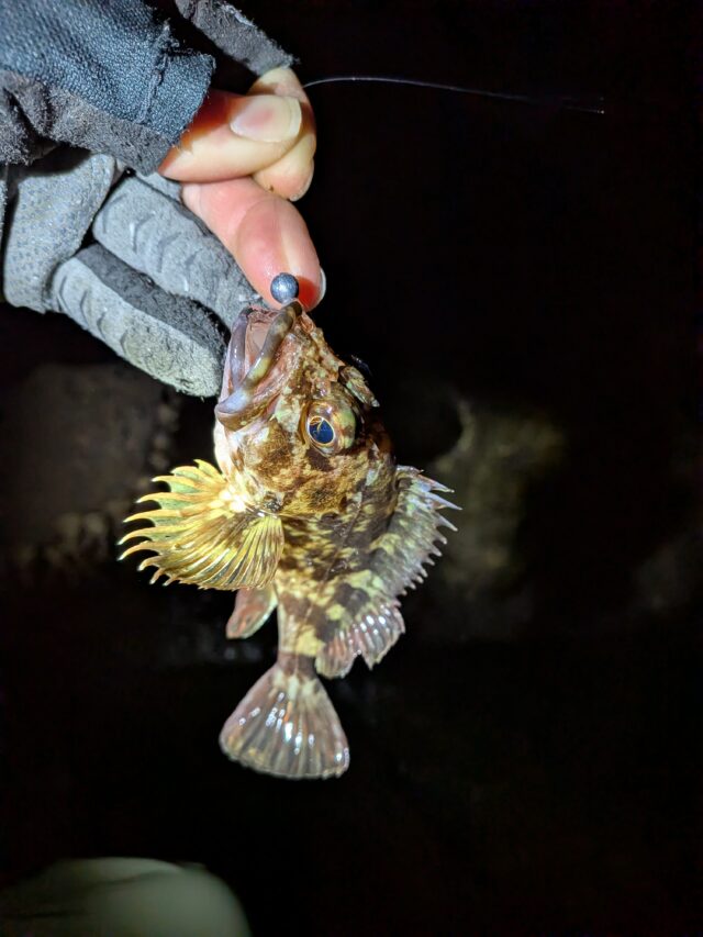 PXL_20260102_125020776.MP