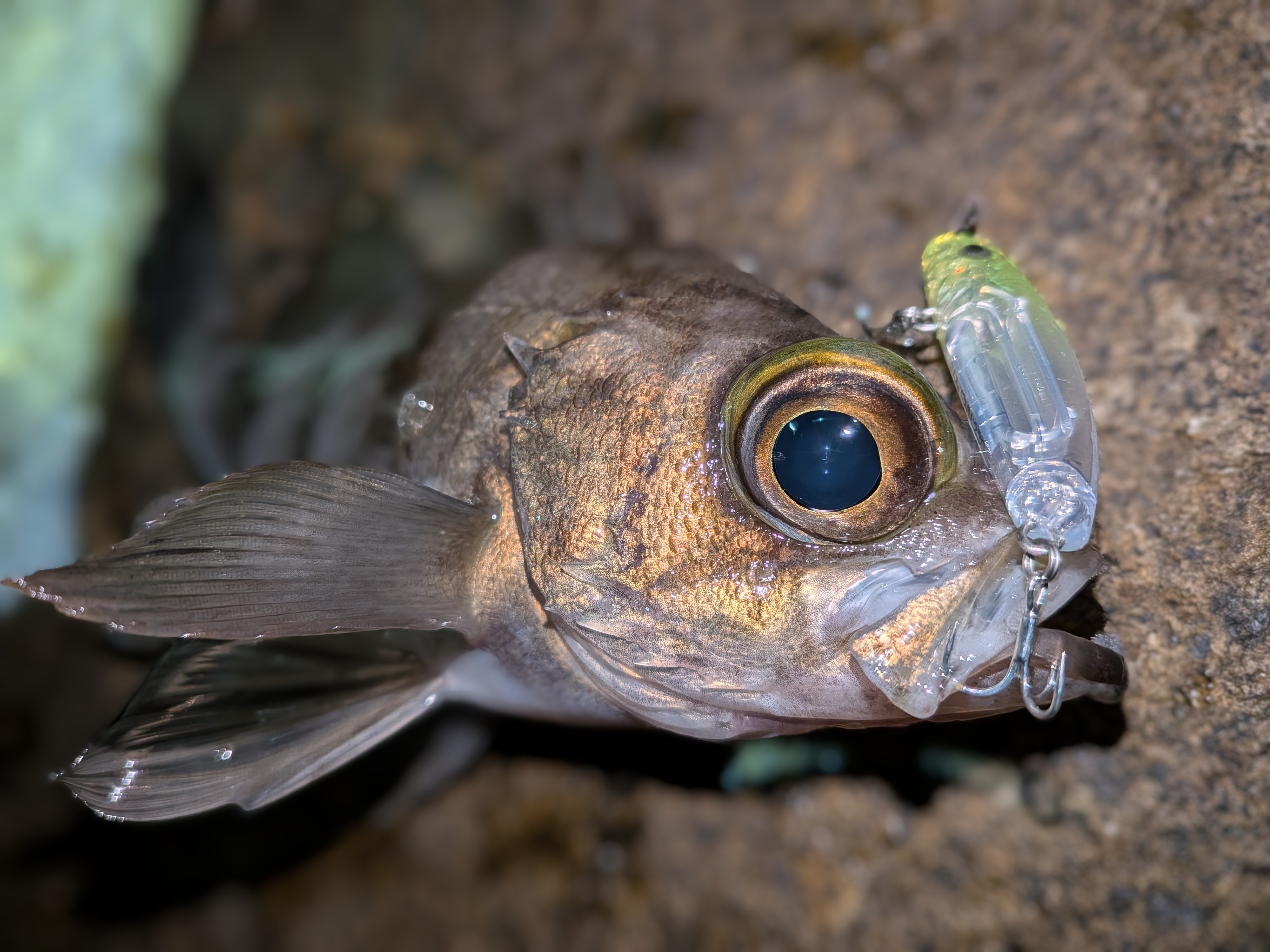 PXL_20260103_131307301.MACRO_FOCUS~2