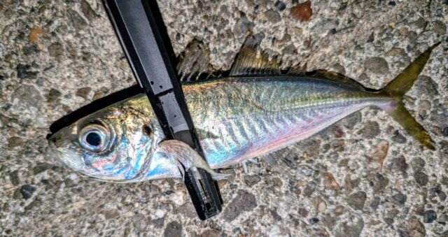 アジも25㎝クラスになると良いファイトするぅ～！