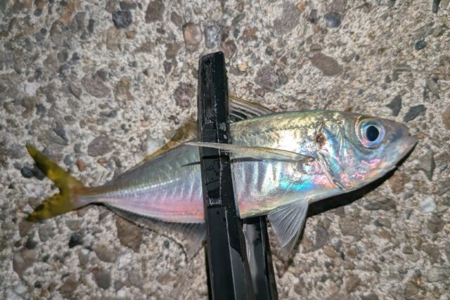 このクラスになると、抜き上げの重量感が嬉しい♪