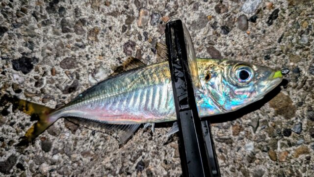 PXL_20260104_101958503~3