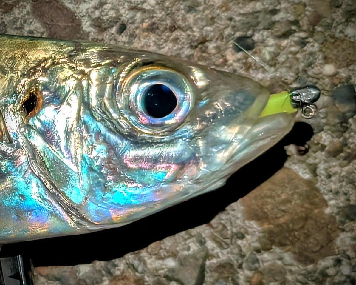 PXL_20260104_101958503~5