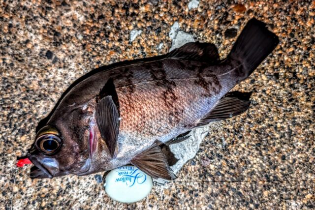 PXL_20260109_115733837~2_copy_1700x1134