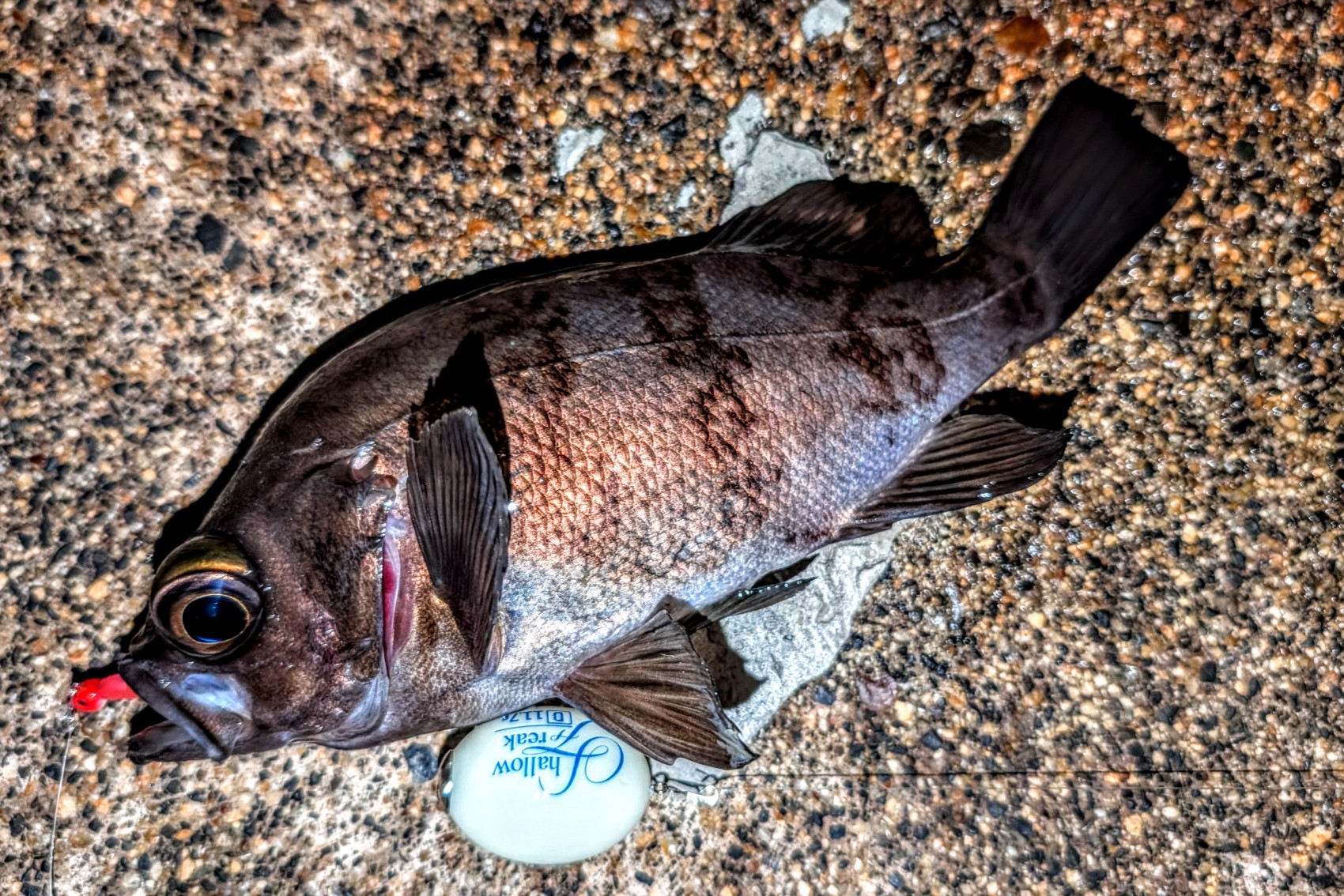 PXL_20260109_115733837~2_copy_1700x1134