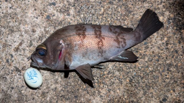 24㎝クラスのメバルはフロートリグでもファイトを堪能させてくれます♪