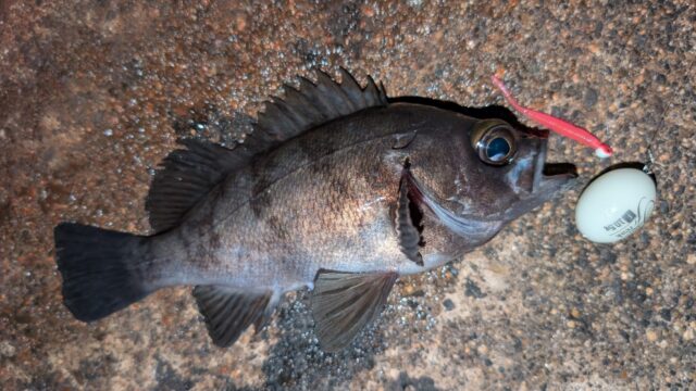 PXL_20260109_121253690_copy_2016x1134