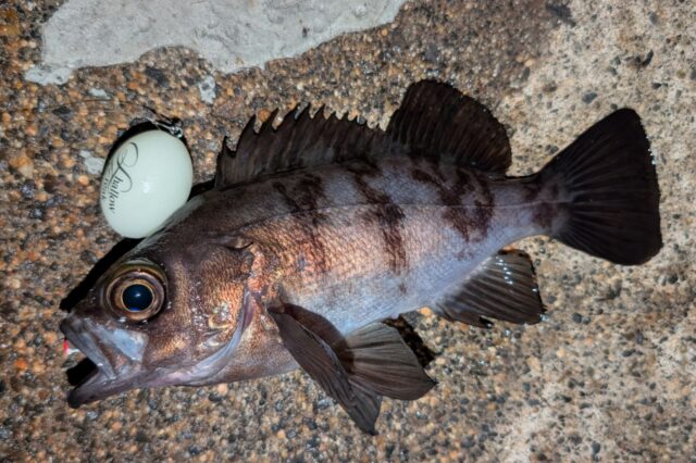 グッドコンディションのメバル！カッコ良い魚体です。