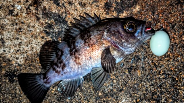 PXL_20260110_115435741~2