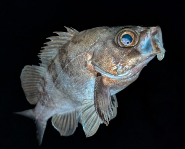 PXL_20260110_122941031~2_copy_1063x854