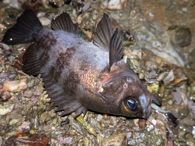 PXL_20260114_120141609.PORTRAIT