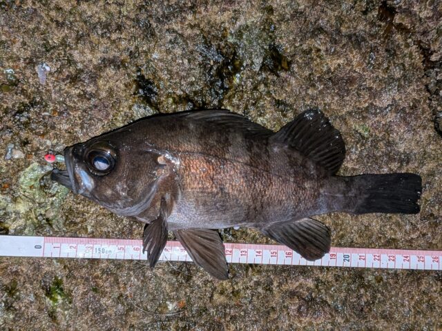 PXL_20260114_120843608.PORTRAIT.ORIGINAL