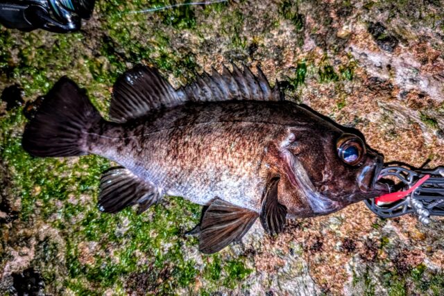 なかなかの手応えで26㎝クラスをゲッツ！