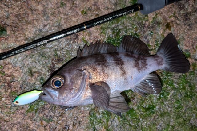 PXL_20260114_134301101~2_copy_1700x1134