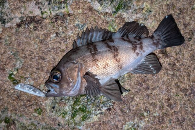 PXL_20260114_140043884_copy_1639x1092