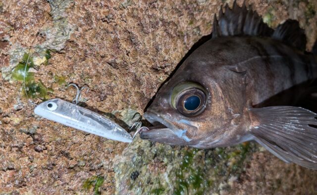 PXL_20260114_140049557_copy_1837x1134