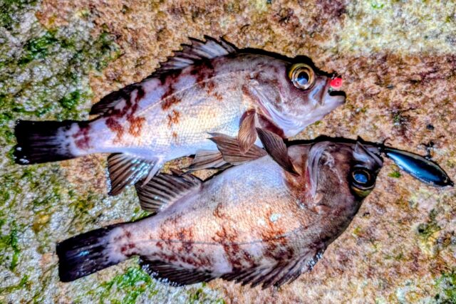 PXL_20260114_141558270~2_copy_1618x1079