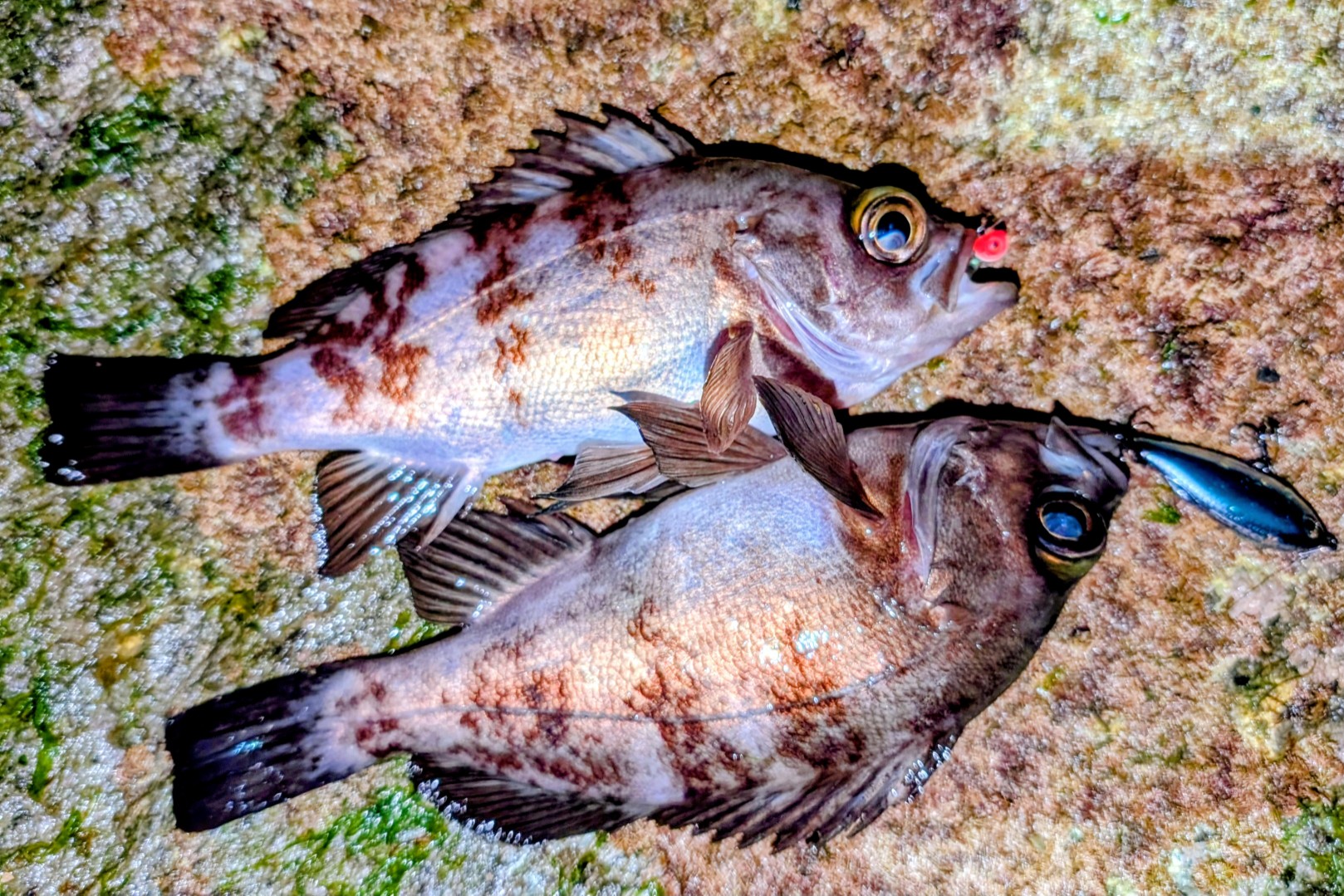 PXL_20260114_141558270~2_copy_1618x1079