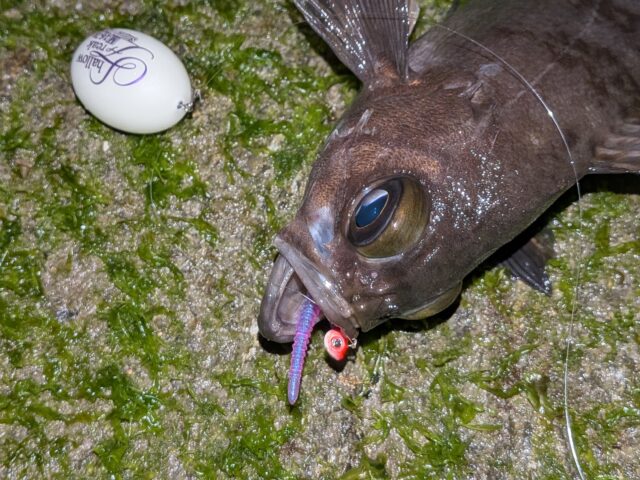 PXL_20260117_130831063.PORTRAIT.ORIGINAL