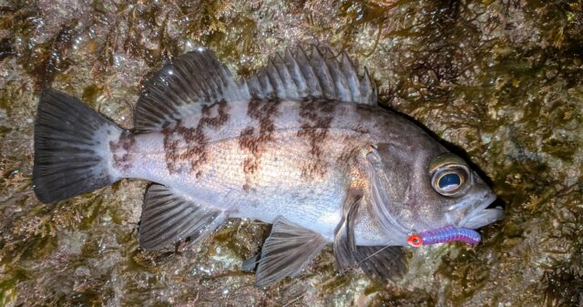 PXL_20260117_132202527