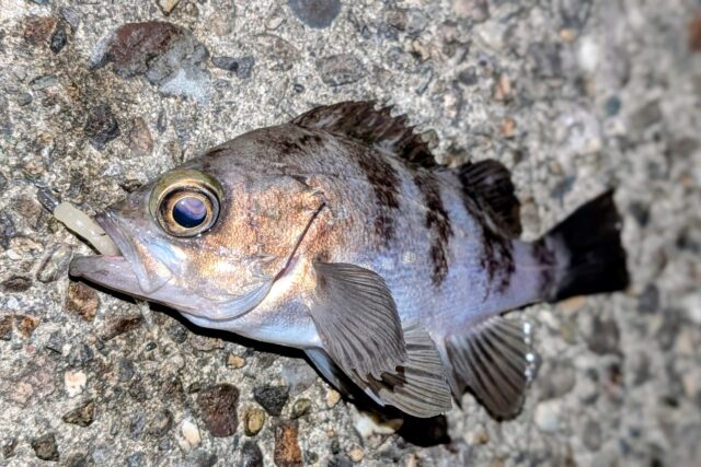 PXL_20260122_101223046.PORTRAIT~2_copy_2550x1701