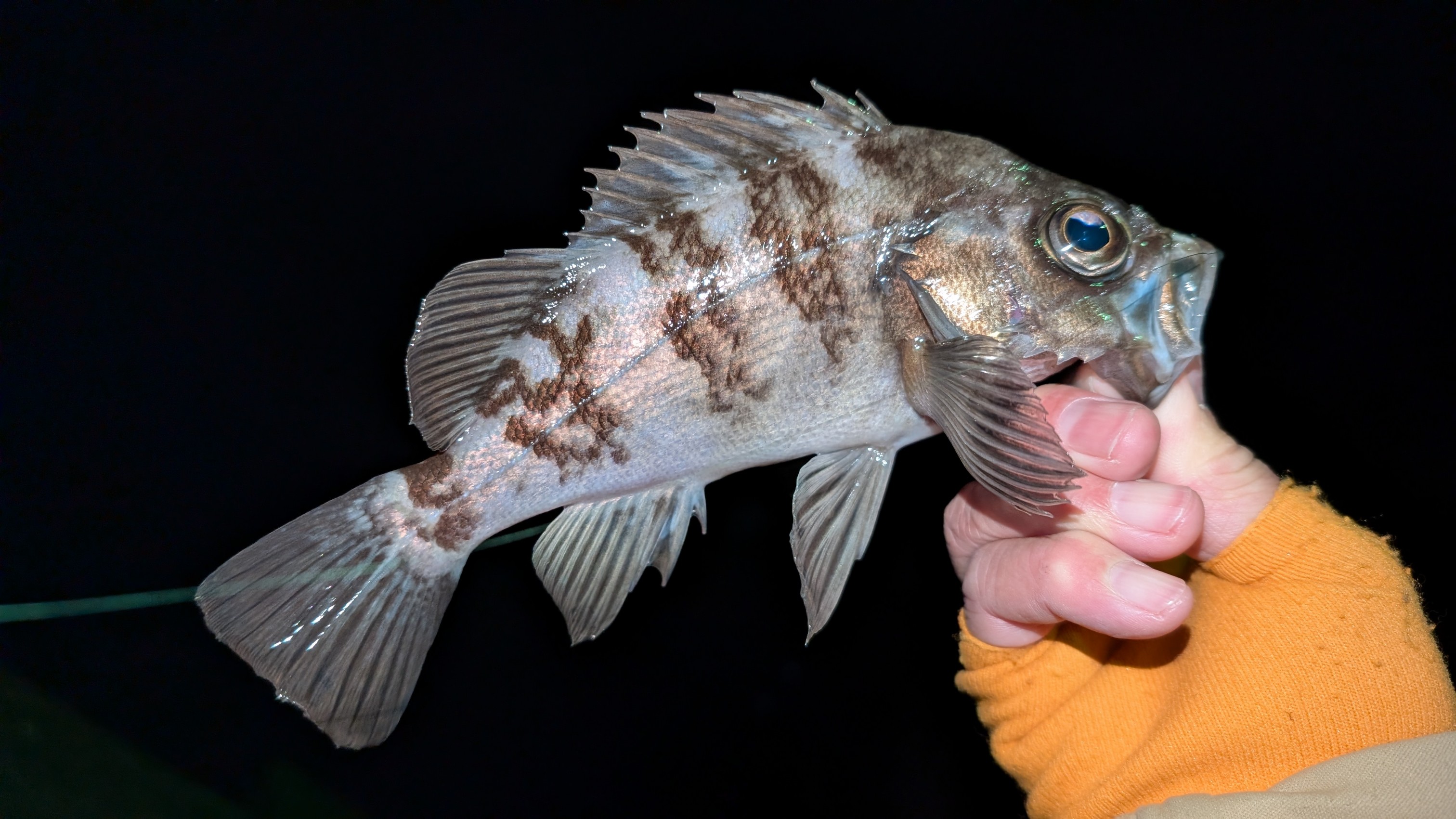 PXL_20260122_102818263_copy_3024x1701