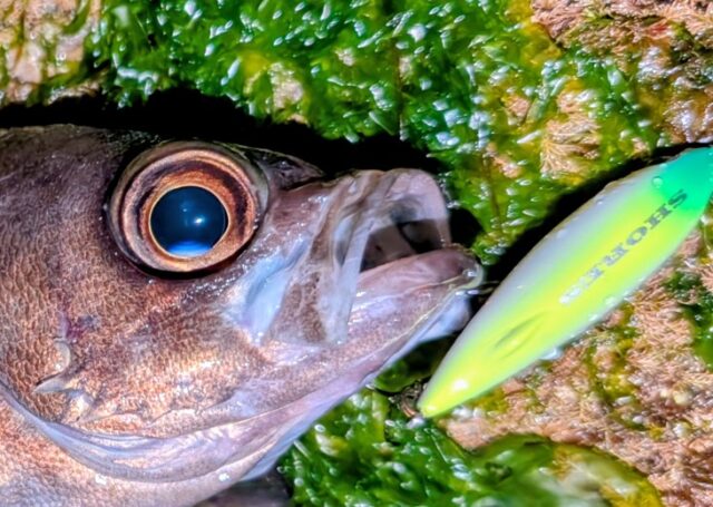 PXL_20260128_121814505~2_copy_731x520