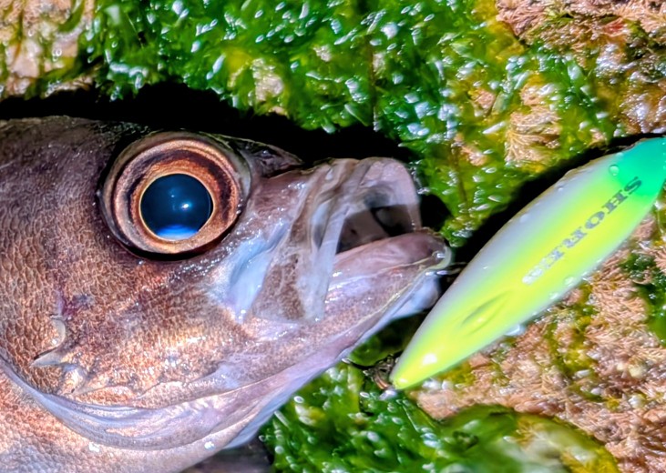 PXL_20260128_121814505~2_copy_731x520