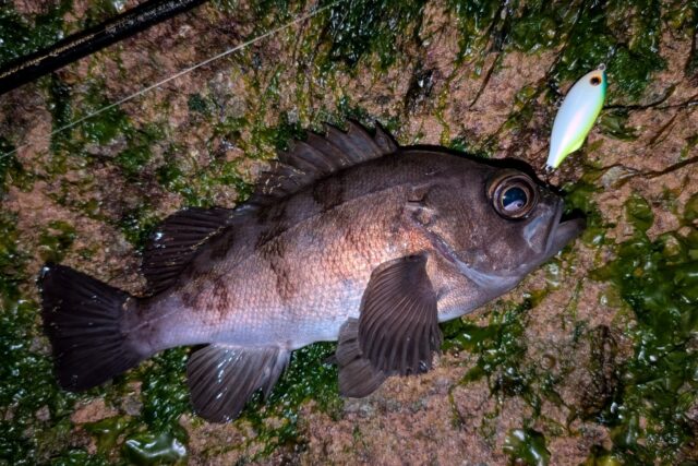 PXL_20260128_124108474~2_copy_1559x1039